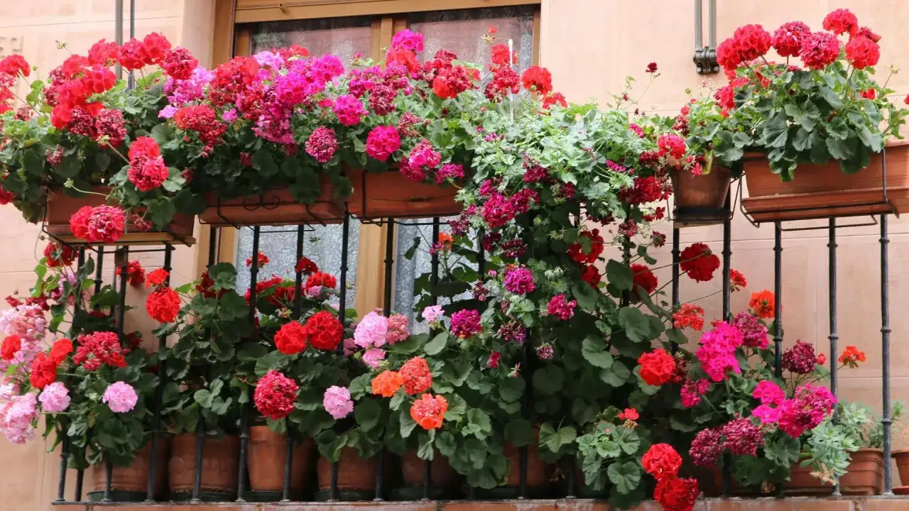 Balkon wschodni pełen kwitnących pelargonii w odcieniach różu i czerwieni. Kwiaty tworzą barwną kaskadę, ozdabiając balustradę i okno.