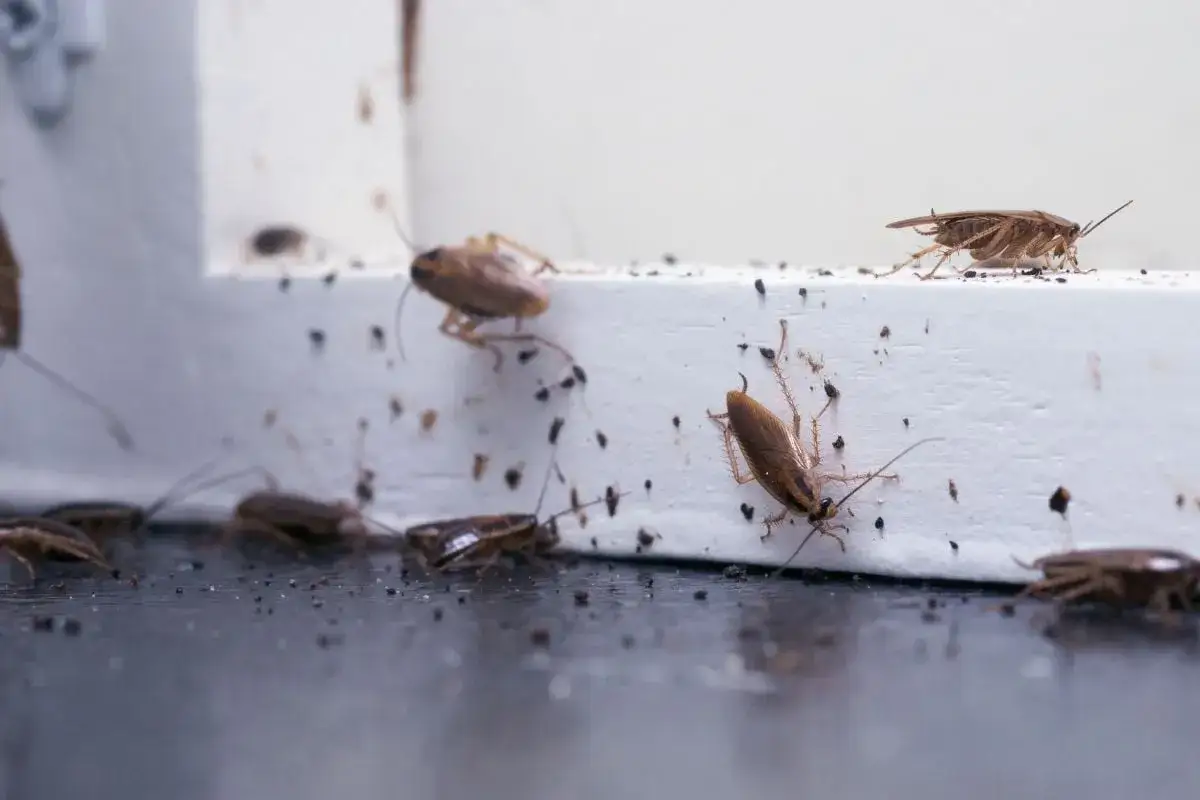 Plaga prusaków w domu. Kilka karaluchów wędruje po białej listwie przypodłogowej i ciemnej podłodze, zostawiając za sobą ślady.