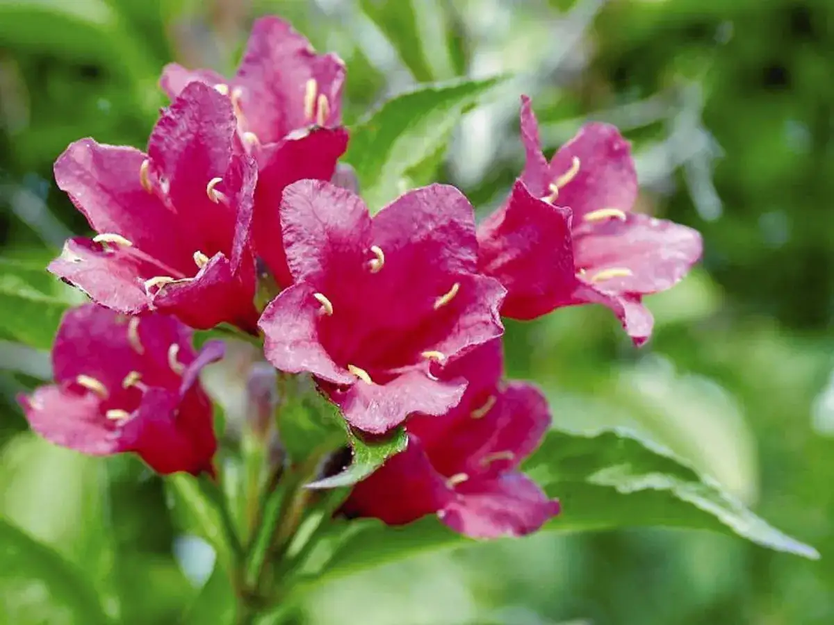 Piękne, różowe kwiaty krzewuszki odmiany Weigela florida 'Bristol Ruby' z żółtymi pręcikami.