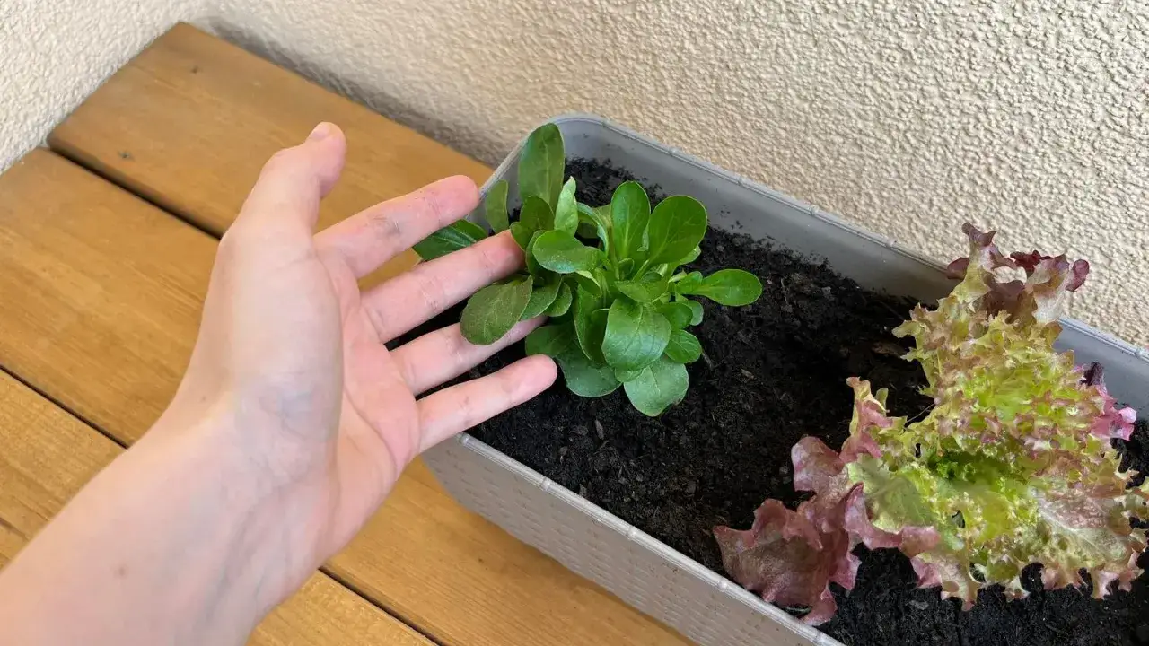 Dłoń obok młodej roszponki w donicy, obok sałata. Udana roszponka uprawa na balkonie.
