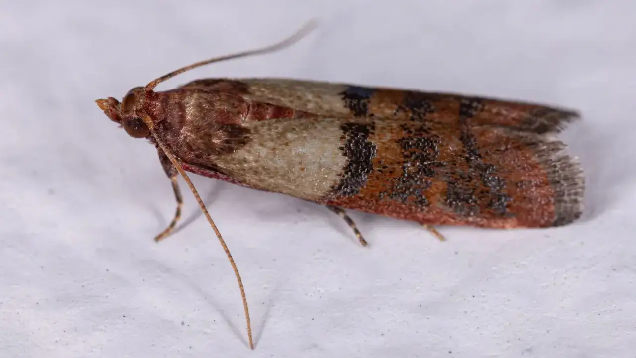 Motyl o brązowych skrzydłach w paski, podobny do moli spożywczych i ubraniowych, siedzi na białym tle.