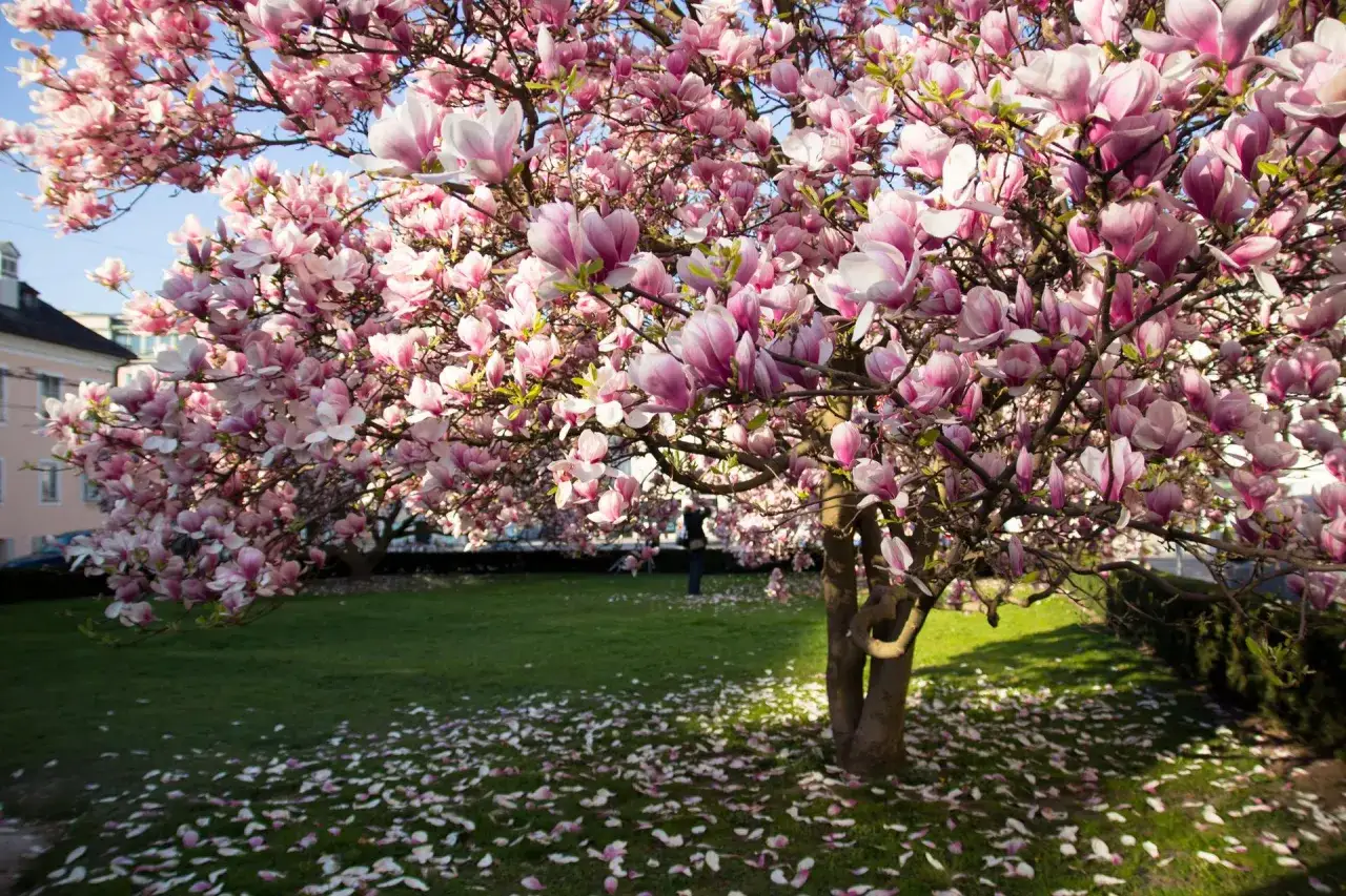Magnolia przed domem kwitnie obficie, obsypując trawnik płatkami. W tle widać budynek i niebo.