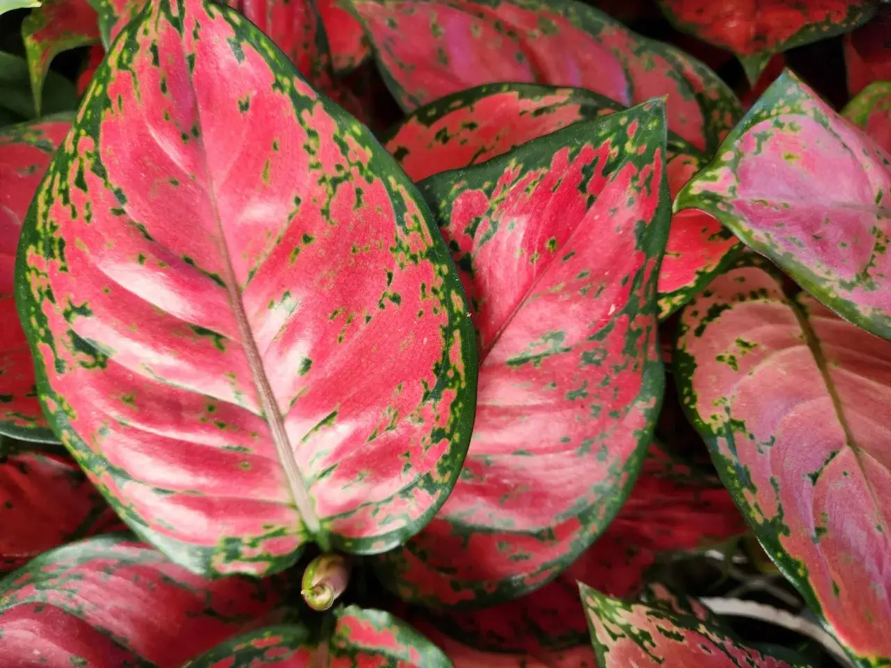 Aglaonema kwiat o jaskrawych, różowych liściach z zielonymi obrzeżami i plamkami.