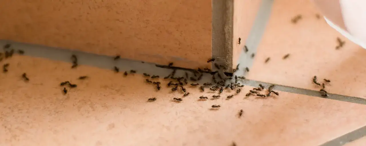 Mrówki maszerują po płytkach, szukając jedzenia. To znak, że potrzebna jest pułapka na mrówki domowa.