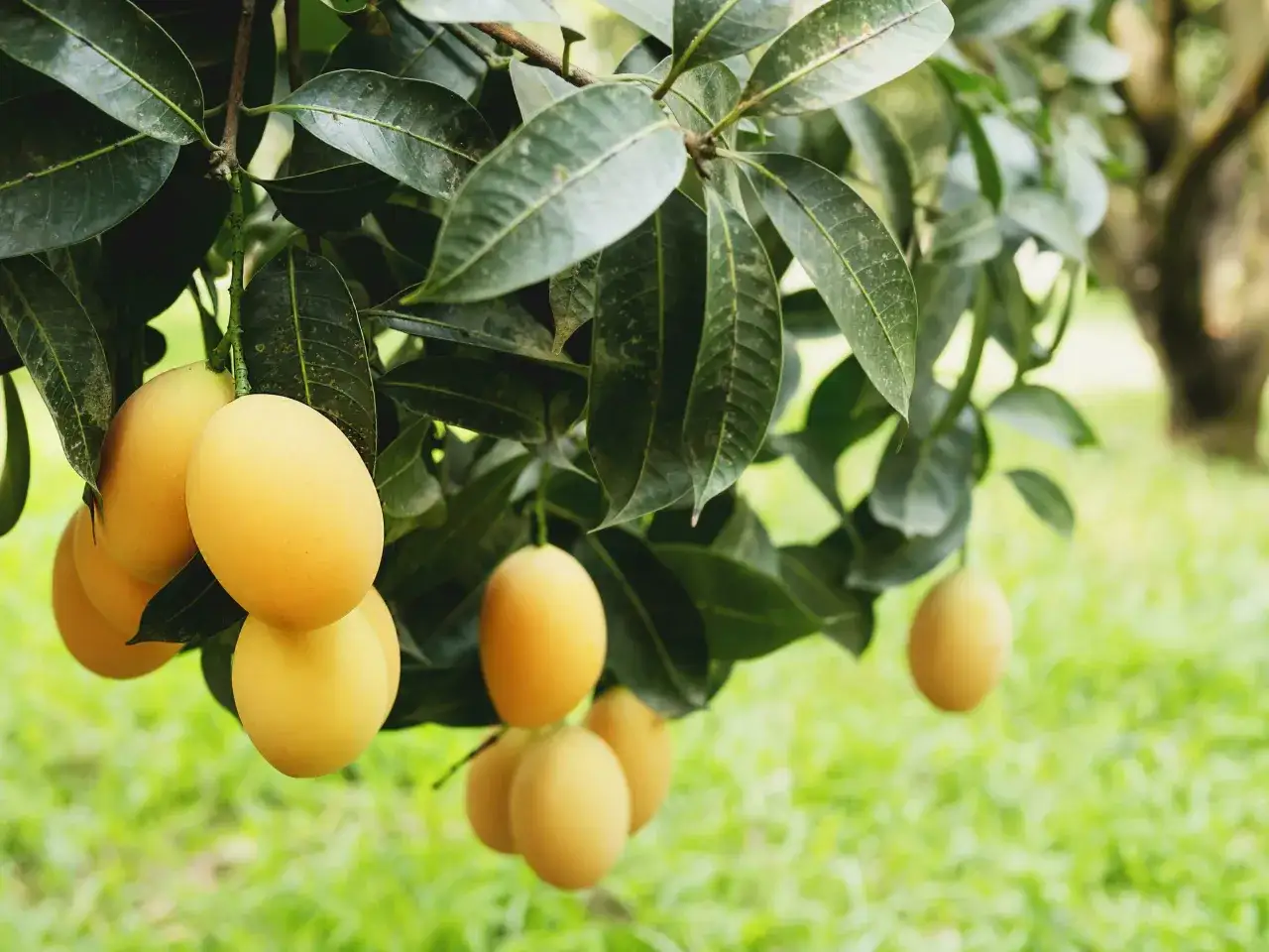 Gdzie rośnie mango? Na drzewie, wśród zielonych liści dojrzewają żółte owoce.