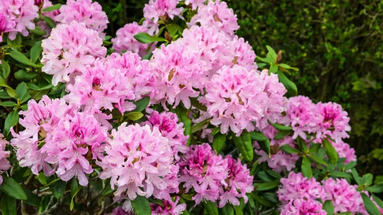 Piękne, różowe kwiaty rododendronów, które kwitną dzięki domowemu nawozowi.