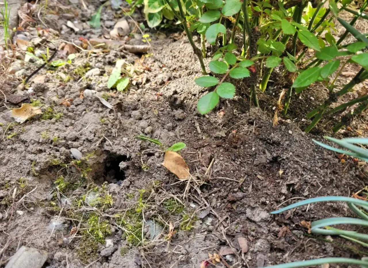 Nornica w ogrodzie ukryła się w swojej norce pod krzakiem róży.