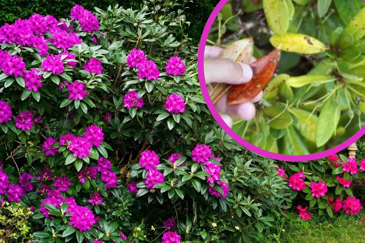 Jak uratować rododendrona? Zobacz, jak rozpoznać chore liście i przywrócić mu zdrowie. Piękne, fioletowe kwiaty i zielone liście.