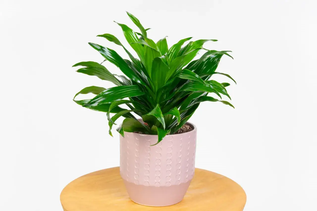 Dracena w różowej doniczce, z bujnymi, zielonymi liśćmi. Idealna ziemia dla draceny to lekka i przepuszczalna.