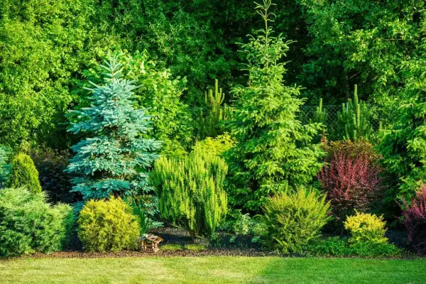 Ogród pełen zieleni, gdzie ciekawe iglaki tworzą piękną kompozycję z innymi krzewami.