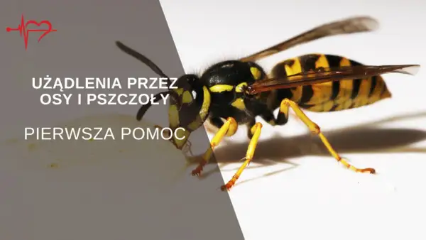 Zbliżenie na osę, która może spowodować użądlenie. Tekst informuje o pierwszej pomocy po użądleniu przez osy i pszczoły.