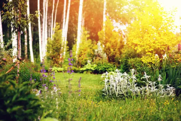 Słoneczny ogród naturalistyczny z białymi i fioletowymi kwiatami, zieloną trawą i drzewami brzozowymi w tle.