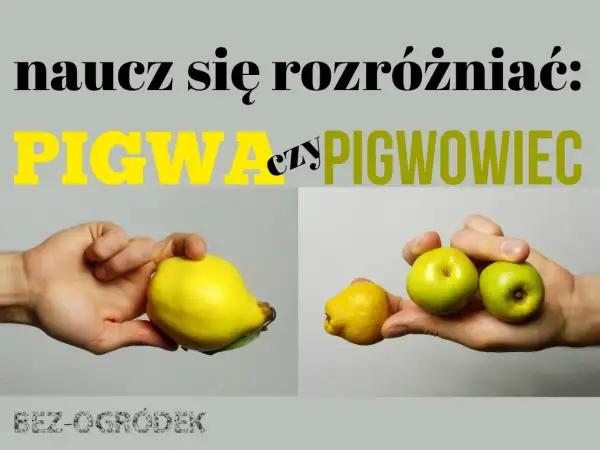 Naucz się rozróżniać: pigwa czy pigwowiec. Na zdjęciu porównanie owoców: duża, żółta pigwa w lewej dłoni i małe, zielone owoce pigwowca w prawej.