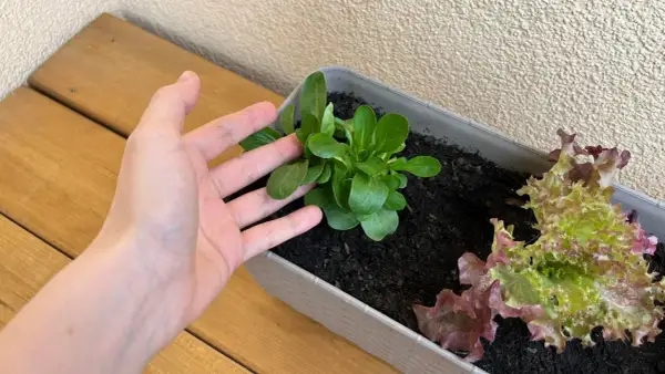 Dłoń nad młodą roszponką w donicy. Udana roszponka uprawa na balkonie, obok sałata.