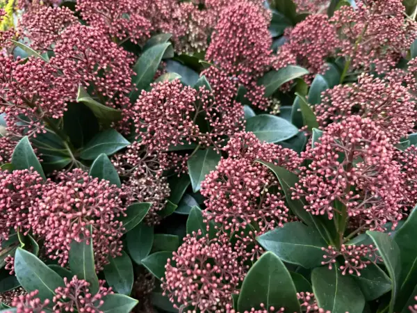 Gęste skupiska drobnych, różowych pąków kwiatowych na tle ciemnozielonych liści. Skimmia Rubella w pełnej krasie.