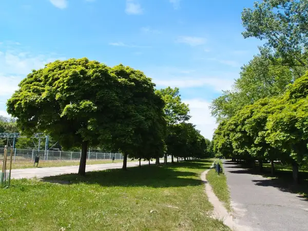 Aleja drzew z pięknymi, kulistymi koronami klonów. Ścieżka w parku prowadzi wśród zieleni.