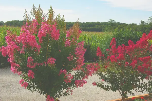 Lagerstroemia w Polsce kwitnie obficie, tworząc barwne kępy na tle zielonego krajobrazu.