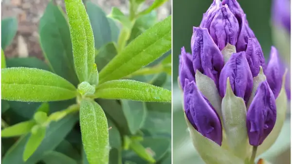 Zielony rododendron z pąkami kwiatów w kolorze fioletowym. Czekamy na moment, kiedy rododendron kiedy kwitnie, by podziwiać jego piękno.