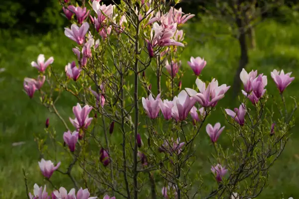 Kwitnąca magnolia, z różowymi kwiatami i pąkami, pokazuje, jak szybko rośnie, tworząc wiosenny ogród.