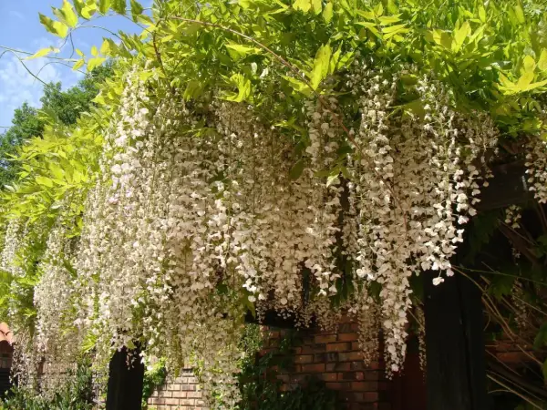 Obfite grona białej wisterii zwisają kaskadami, tworząc magiczny widok, kiedy kwitnie wisteria.