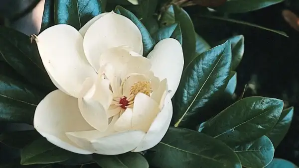 Piękna, kremowa magnolia zimozielona rozkwita wśród ciemnozielonych, błyszczących liści.