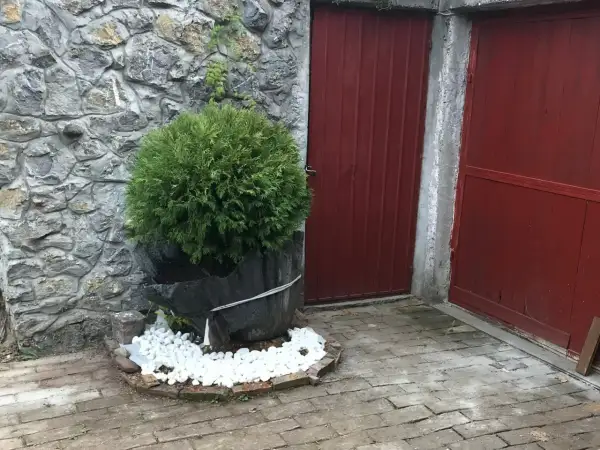 Okrągłe tuje w donicach przy kamiennym murze i czerwonych drzwiach.