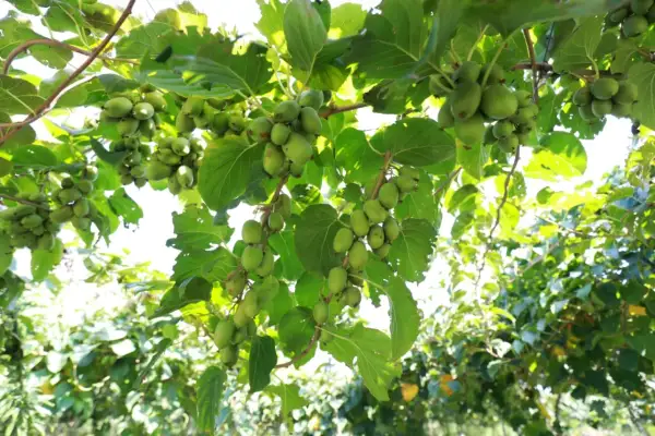 Krzewy obsypane zielonymi owocami, które pokazują, jak rośnie kiwi. Gałęzie uginają się pod ciężarem małych, okrągłych kuleczek.