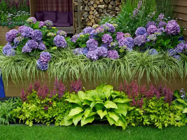 Kwiaty w donicy: fioletowe hortensje, trawa ozdobna, purpurowe astilbe i zielone hosty.