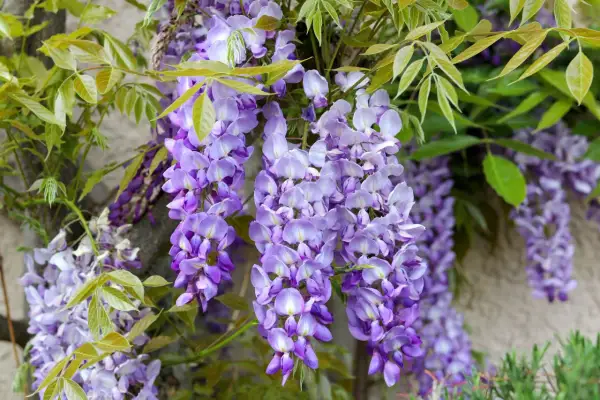 Piękne, fioletowe kwiaty glicynii zwisają kaskadami. Warto wiedzieć, czy wisteria jest trująca, zanim pozwoli się jej rozrosnąć w pobliżu dzieci.