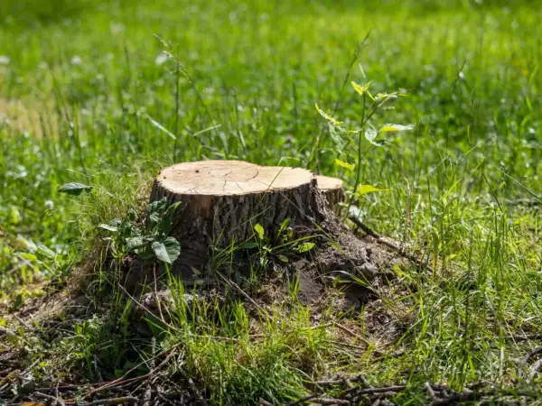 Gruby pień drzewa, otoczony zieloną trawą i młodymi pędami, stanowi świadectwo minionego życia.