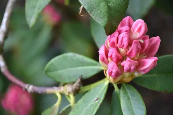 Pąk różowego rododendronu, gotowy do rozkwitu. Pielęgnacja rododendronu wymaga odpowiedniego stanowiska i kwaśnej gleby.