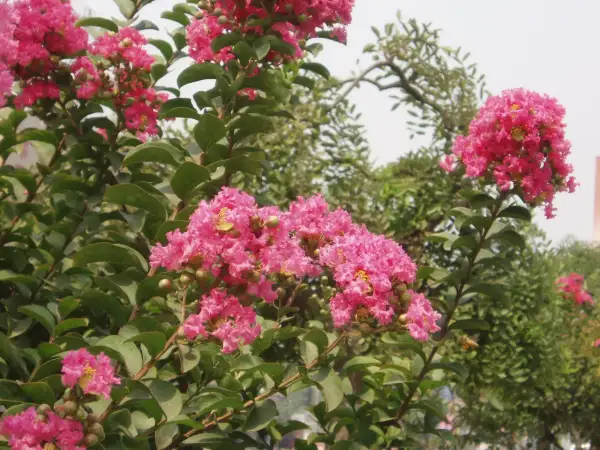 Krzew lagerstroemia w pełnym rozkwicie, z bujnymi, różowymi kwiatami i zielonymi liśćmi.