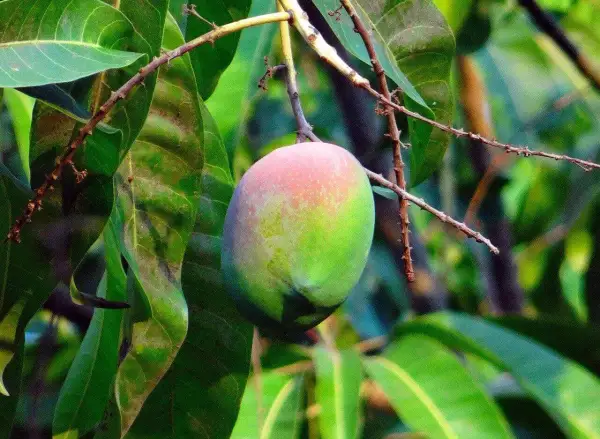 Dojrzałe mango, gdzie rośnie, wisi na gałęzi wśród zielonych liści.