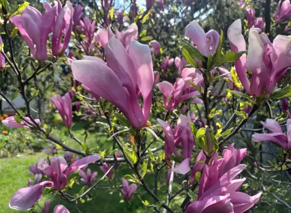 Piękna, kwitnąca magnolia w doniczce, z różowymi, delikatnymi płatkami na tle zielonego ogrodu.