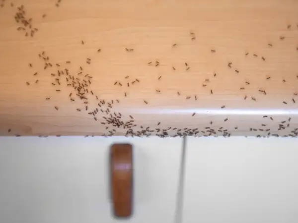 Rój mrówki w domu przemierza drewniany blat. Wiele małych stworzeń maszeruje w różnych kierunkach, szukając pożywienia.