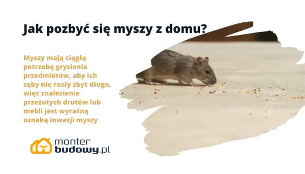 Szara mysz gryzie ziarna na podłodze. Tekst informuje, jak pozbyć się myszy z domu, gdy przegryzają przedmioty.