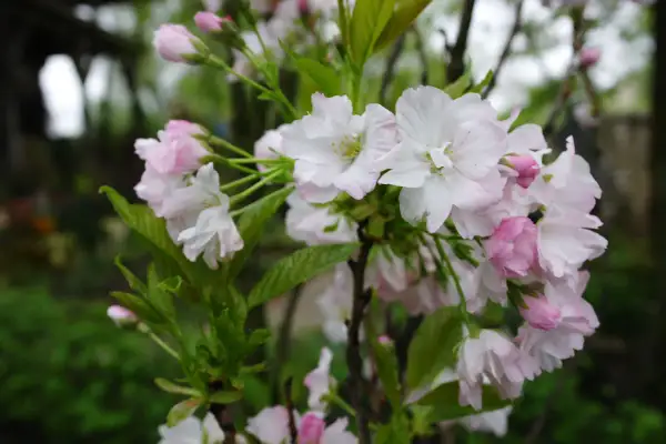 Delikatne, biało-różowe kwiaty wiśni Prunus serrulata 'Amanogawa' rozkwitają na gałęziach, tworząc wiosenny obraz.