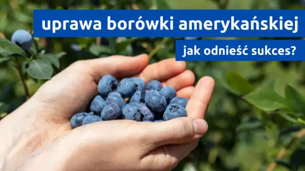 Dłonie pełne borówek amerykańskich. Dowiedz się, jak osiągnąć sukces w uprawie borówki amerykańskiej.
