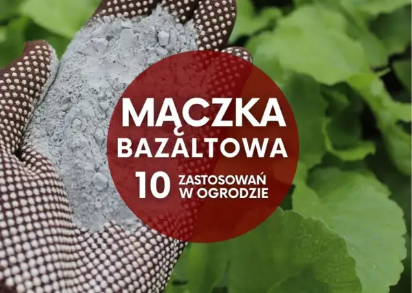 Ręka w rękawicy trzyma szarą mączkę bazaltową. Czerwone koło z napisem "Mączka bazaltowa. 10 zastosowań w ogrodzie" na tle zielonych liści.