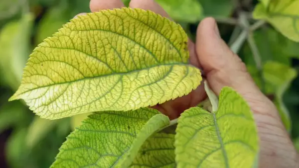 Dłoń trzyma żółknące liście hortensji z widocznym unerwieniem.