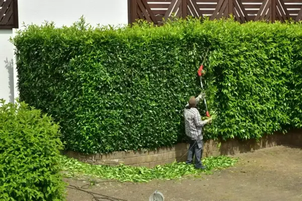 Mężczyzna przycina żywopłot z laurowiśni, dbając o jego kształt. To idealny moment, kiedy przycinać laurowiśnie, by zachować porządek w ogrodzie.